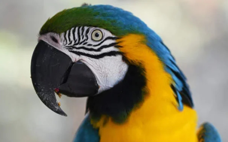 Umugabo yatawe muri yombi na polisi azira ko inyoni ye ya Gasuku yatumye umuntu avunika