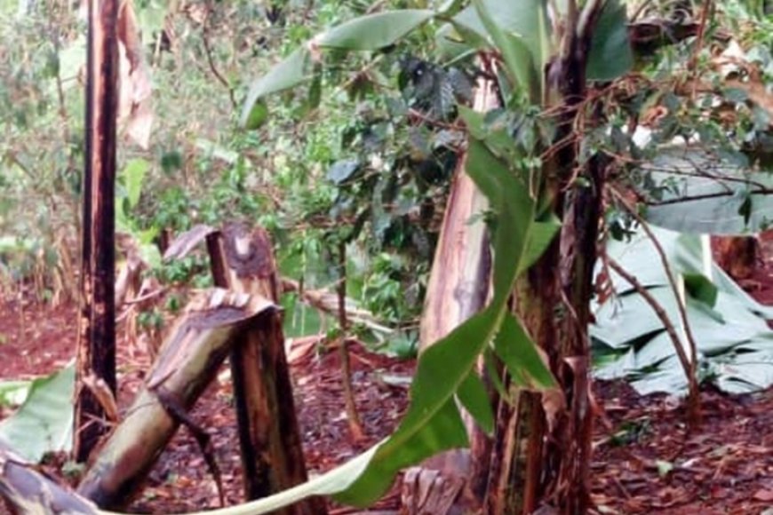 Nyamasheke: Abavandimwe 7 basubiranyemo bamwe bafata imipanga batema insina z’abandi ndetse batema n’iza nyina ubabyara