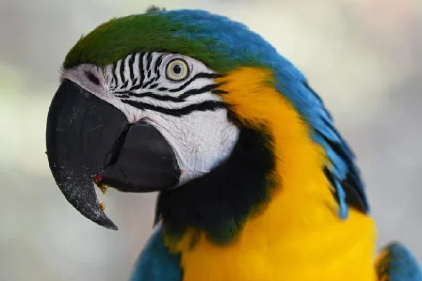 Umugabo yatawe muri yombi na polisi azira ko inyoni ye ya Gasuku yatumye umuntu avunika