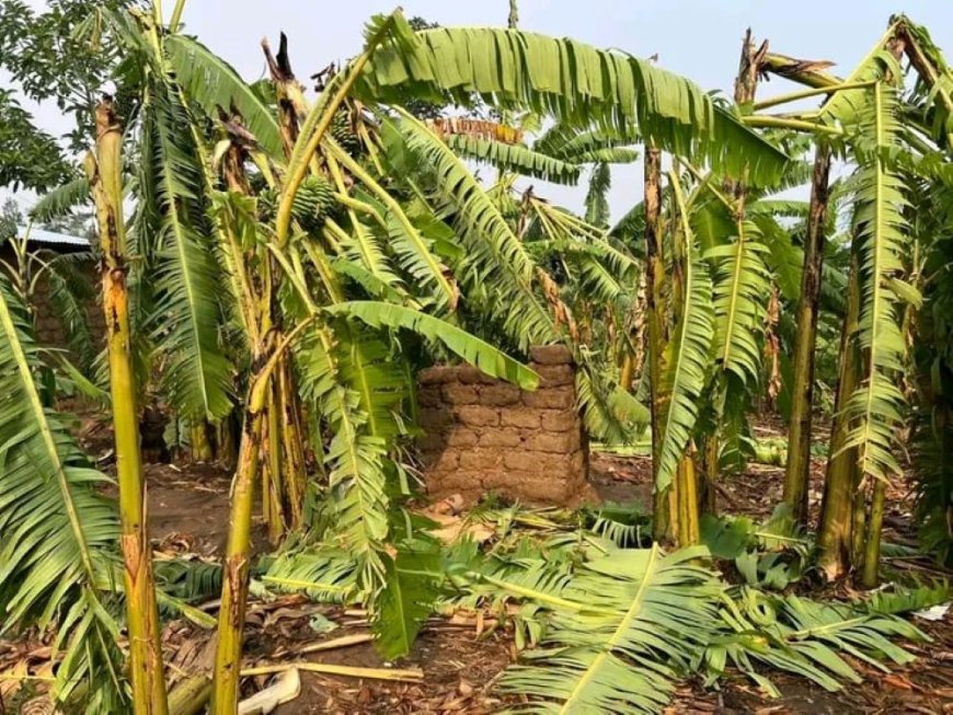 Ikigo cy’u Rwanda gishinzwe Ubumenyi bw’Ikirere (Meteo Rwanda) cyatangaje ko hateganyijwe umuyaga mwinshi mu bice bitandukanye by’Igihugu