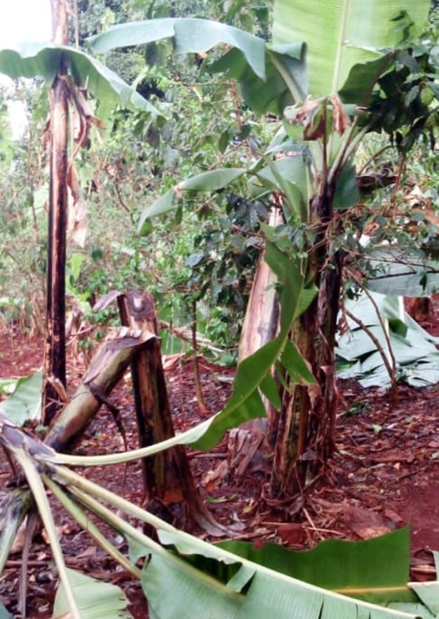 Nyamasheke: Abavandimwe 7 basubiranyemo bamwe bafata imipanga batema insina z’abandi ndetse batema n’iza nyina ubabyara