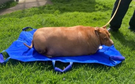 Umugore yakatiwe n’urukiko azira kugaburira imbwa ye cyane ikicwa n’umubyibuho