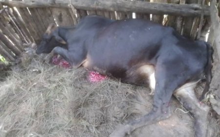 Karongi: Abantu bataramenyekana batemye inka irapfa