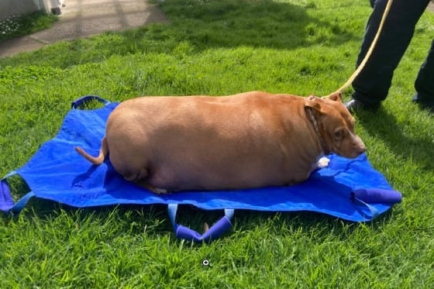 Umugore yakatiwe n’urukiko azira kugaburira imbwa ye cyane ikicwa n’umubyibuho