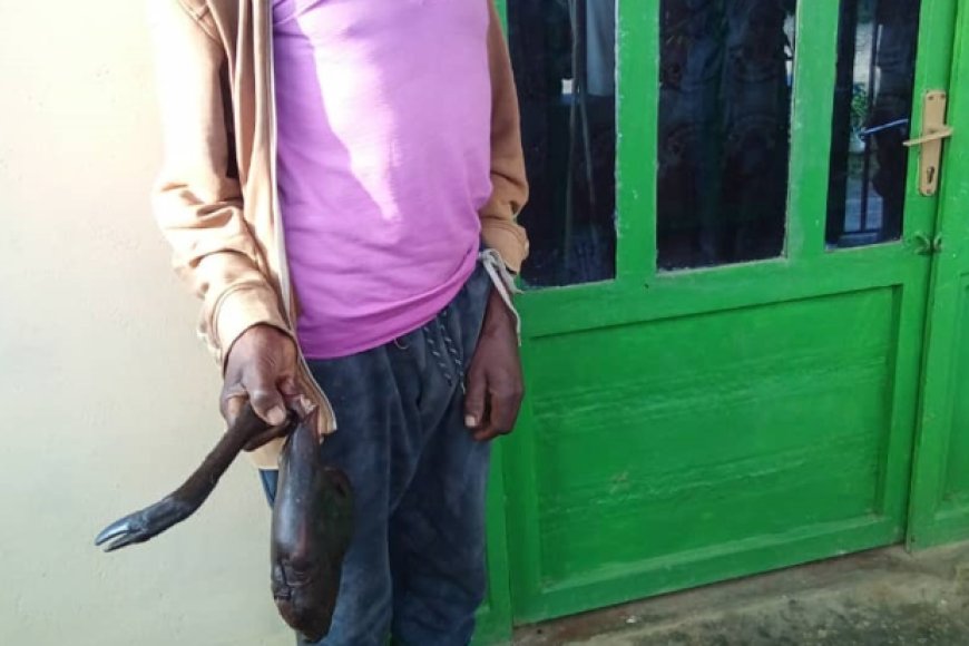 Rusizi: RIB yataye muri yombi uwafatanywe inyama y’ifumberi yishe muri Nyungwe