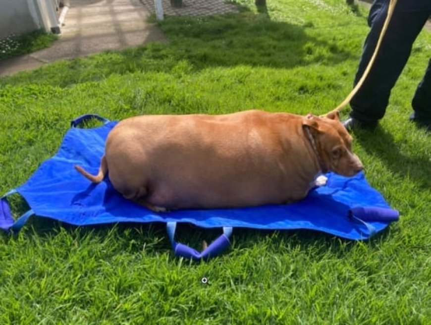 Umugore yakatiwe n’urukiko azira kugaburira imbwa ye cyane ikicwa n’umubyibuho