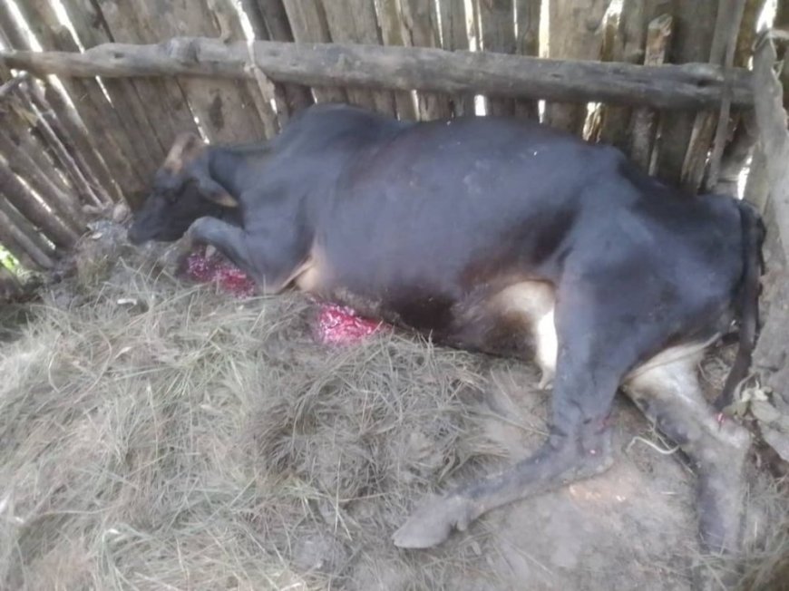 Karongi: Abantu bataramenyekana batemye inka irapfa