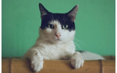 Dore Umugore ushinja umugabo we kumuharika injangwe