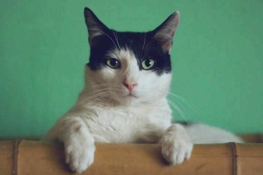 Dore Umugore ushinja umugabo we kumuharika injangwe