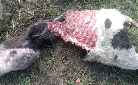 Nyabihu: Abajura ba 3 batawe muri yombi nyuma yo kubagira inka mu kigo cy'ishuri