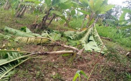 Karongi: Abantu bataramenyekana batemye insina z’umuturage barangije bashingamo umusaraba