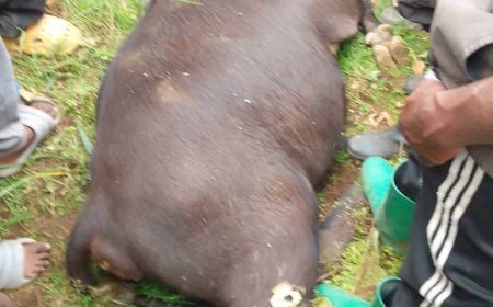 Imbogo ebyiri zari zatorotse Pariki y'Igihugu y'Ibirunga zarashwe zirapfa