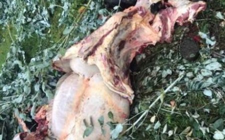 Rutsiro: Inka ebyiri z’abaturage zari zibwe zasanzwe zabagiwe mu mashyamba