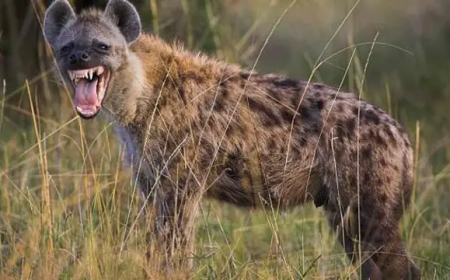 Umuvuzi gakondo yatawe muri yombi na polisi nyuma yo gusanga yoroye impyisi iwe mu rugo avuga ko ariyo akoresha iyo ashaka ku guruka ajya mu kirere