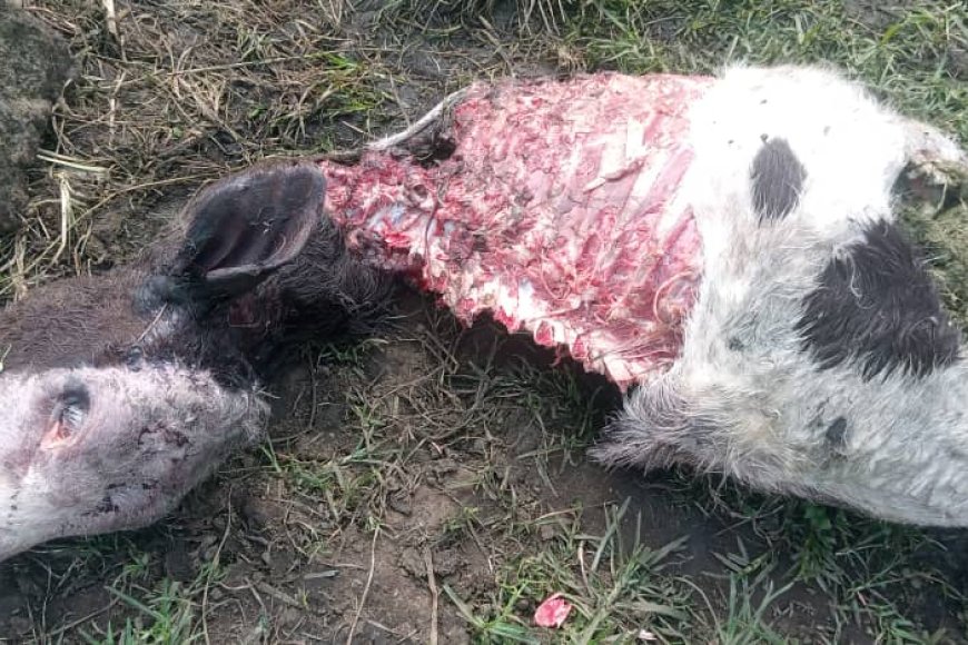 Nyabihu: Abajura ba 3 batawe muri yombi nyuma yo kubagira inka mu kigo cy'ishuri