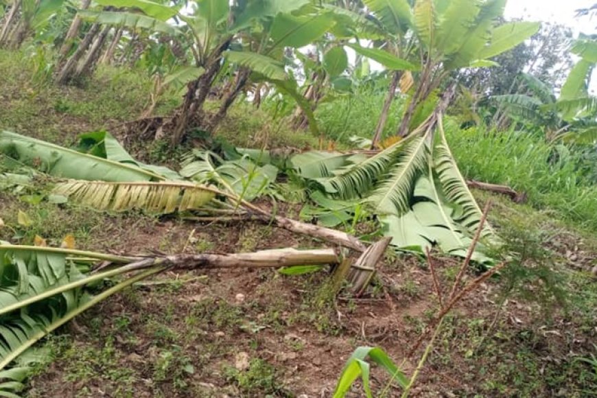 Karongi: Abantu bataramenyekana batemye insina z’umuturage barangije bashingamo umusaraba