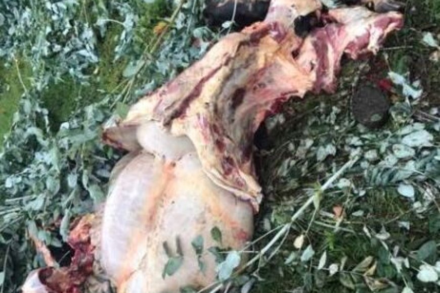 Rutsiro: Inka ebyiri z’abaturage zari zibwe zasanzwe zabagiwe mu mashyamba