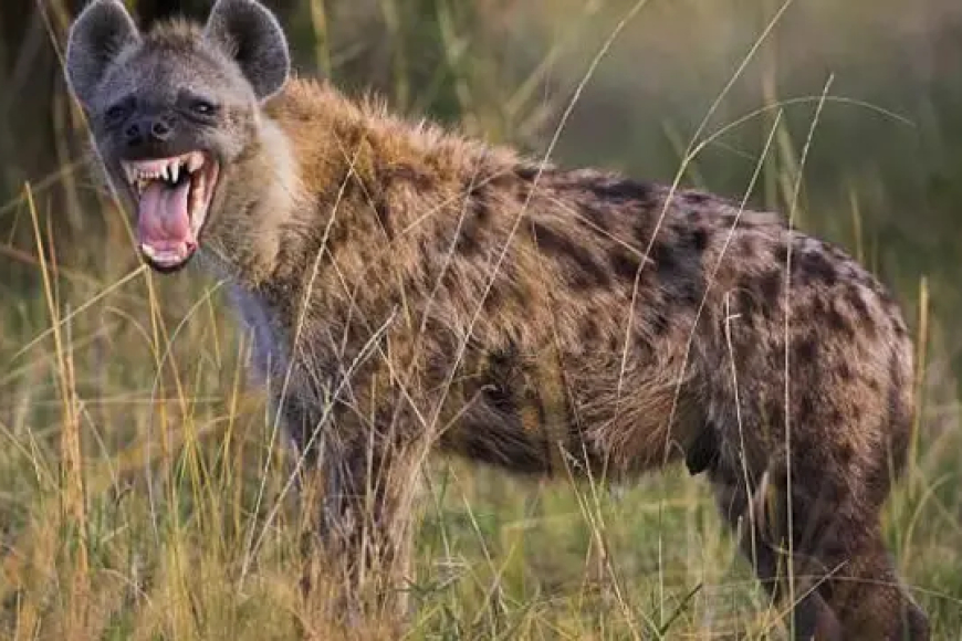 Umuvuzi gakondo yatawe muri yombi na polisi nyuma yo gusanga yoroye impyisi iwe mu rugo avuga ko ariyo akoresha iyo ashaka ku guruka ajya mu kirere
