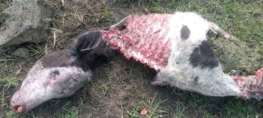 Nyabihu: Abajura ba 3 batawe muri yombi nyuma yo kubagira inka mu kigo cy'ishuri