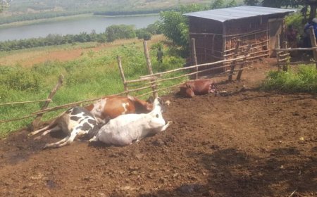 Ngoma: Abagizi ba nabi bagiye mu ifamu y’umuturage bica inka ze 6 izindi bazica amaguru barayatwara