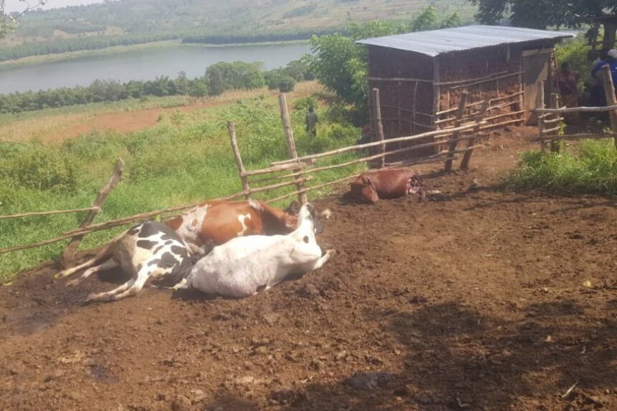 Ngoma: Abagizi ba nabi bagiye mu ifamu y’umuturage bica inka ze 6 izindi bazica amaguru barayatwara