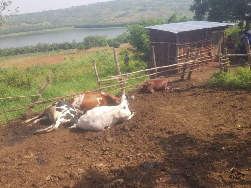 Ngoma: Abagizi ba nabi bagiye mu ifamu y’umuturage bica inka ze 6 izindi bazica amaguru barayatwara