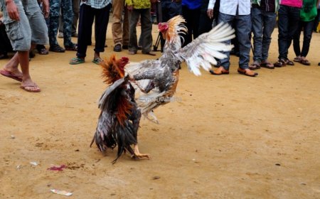 Polisi yafashe abantu bane bitwaje imbunda bagabye igitero ahaberaga imirwano y’inkoko