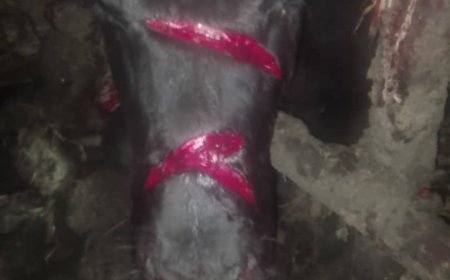 Musanze: Umuturage ari mugahinda nyuma yuko abagizi ba nabi batemye inka ye yari mu kiraro ndetse n'insina