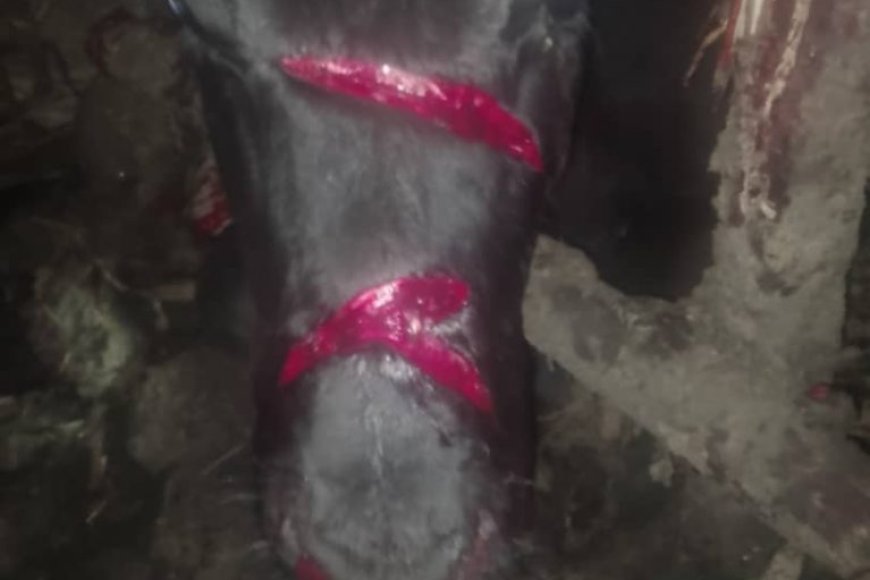 Musanze: Umuturage ari mugahinda nyuma yuko abagizi ba nabi batemye inka ye yari mu kiraro ndetse n'insina