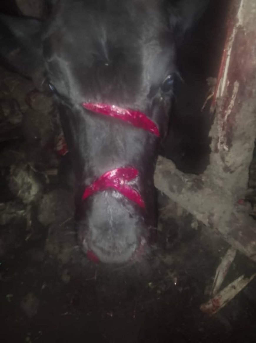 Musanze: Umuturage ari mugahinda nyuma yuko abagizi ba nabi batemye inka ye yari mu kiraro ndetse n'insina