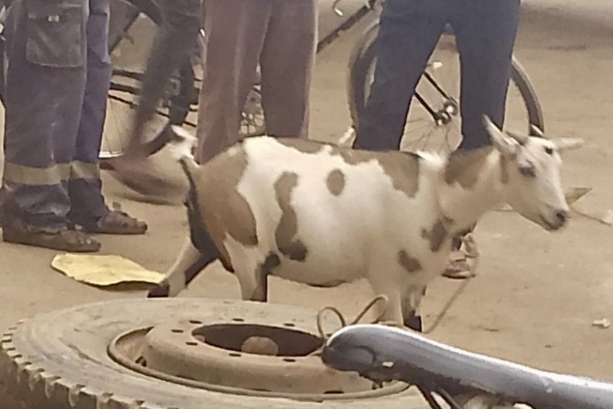 Kamonyi: Motari yafashwe atwaye ihene y’injurano