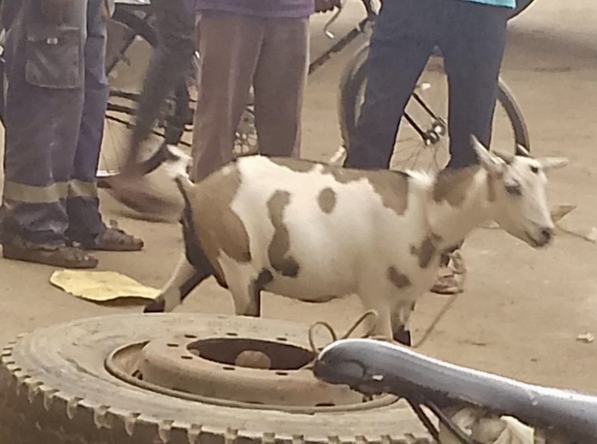 Kamonyi: Motari yafashwe atwaye ihene y’injurano