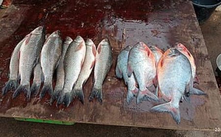 Dore  ibintu byingenzi wakora mugihe uhagamwe n'amahwa dusanga mumafi