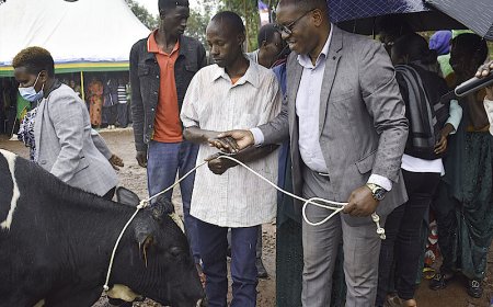 Rulindo: Imiryango 40 Yahawe Inka zitanga umukamo