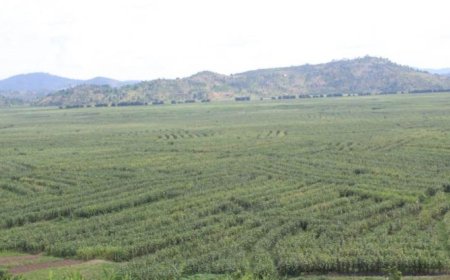 Nyanza: Umugore w’imyaka 27 akurikiranyweho kwica umwana we w’amezi 3 amutereranye mu gishanga