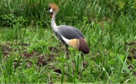 Huye:  Dore Umusore wacumbikiwe mu gihome azira gushimuta no kwica umusambi