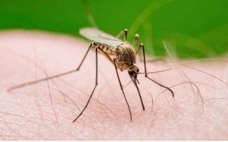 Nigeria: Waruziko Abantu 9 bapfa buri saha  bazize malariya