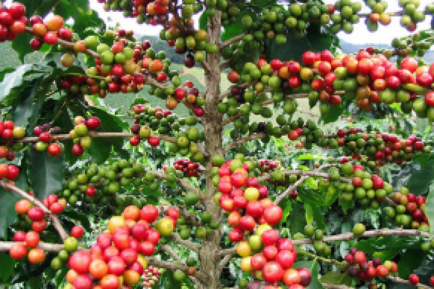 Rutsiro: Umuturage arasaba gusubizwa ikawa yafashwe n’Ubuyobozi yari kuvamo miliyoni 1 Frw