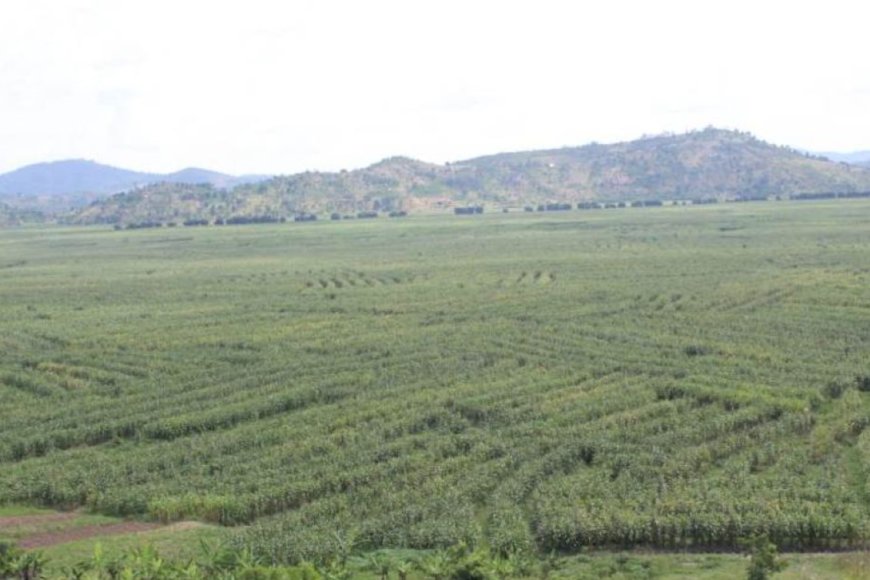 Nyanza: Umugore w’imyaka 27 akurikiranyweho kwica umwana we w’amezi 3 amutereranye mu gishanga