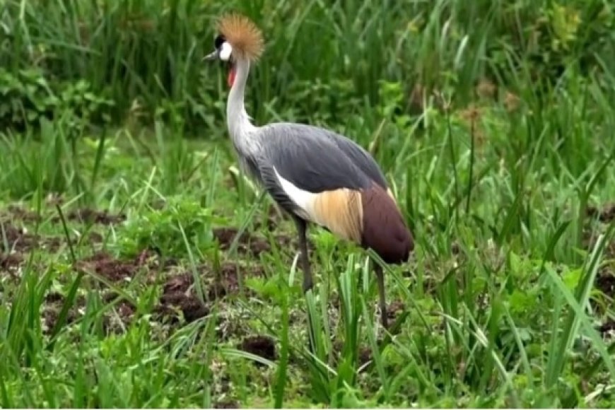 Huye:  Dore Umusore wacumbikiwe mu gihome azira gushimuta no kwica umusambi