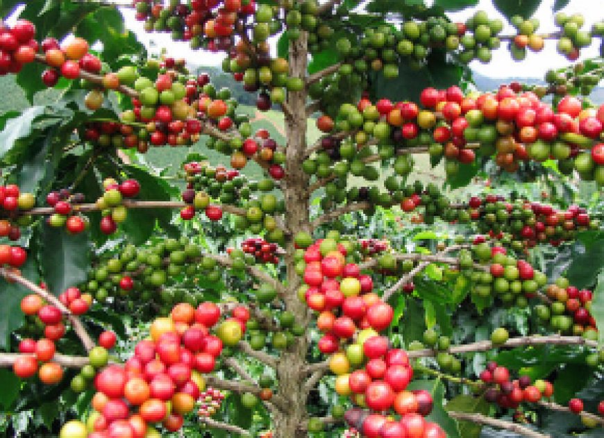 Rutsiro: Umuturage arasaba gusubizwa ikawa yafashwe n’Ubuyobozi yari kuvamo miliyoni 1 Frw