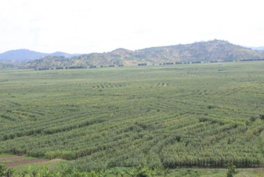 Nyanza: Umugore w’imyaka 27 akurikiranyweho kwica umwana we w’amezi 3 amutereranye mu gishanga