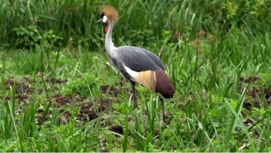 Huye:  Dore Umusore wacumbikiwe mu gihome azira gushimuta no kwica umusambi