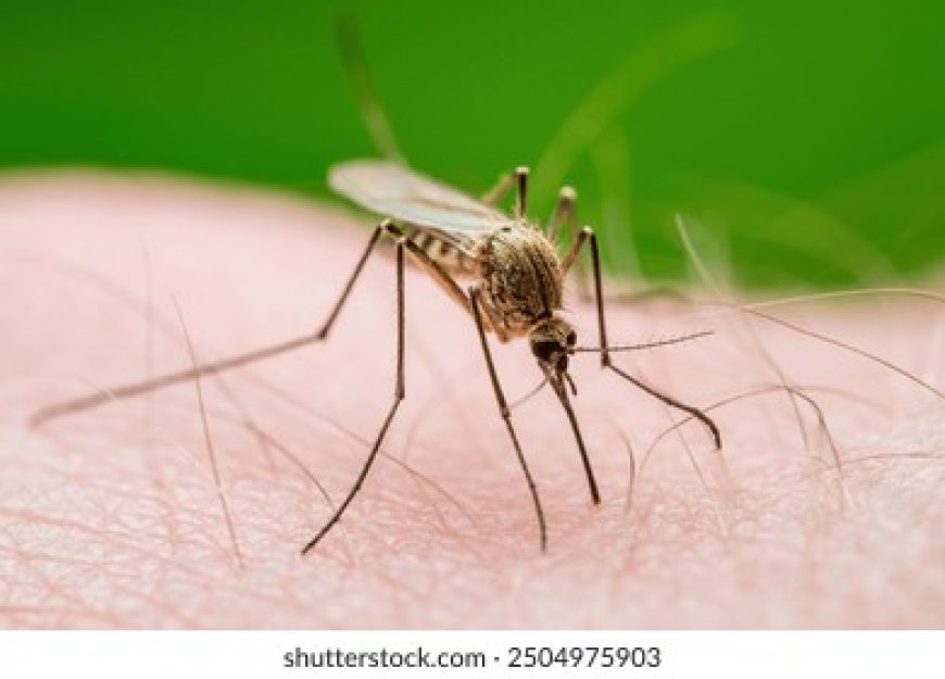 Nigeria: Waruziko Abantu 9 bapfa buri saha  bazize malariya