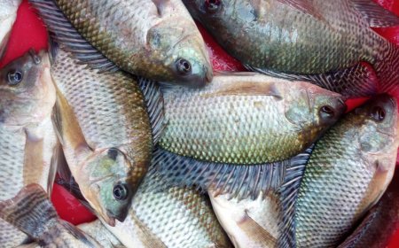 Abaturage ba Nyagatare bamenye agaciro k’inyama y’ifi ntibagihendwa n’iz’inka