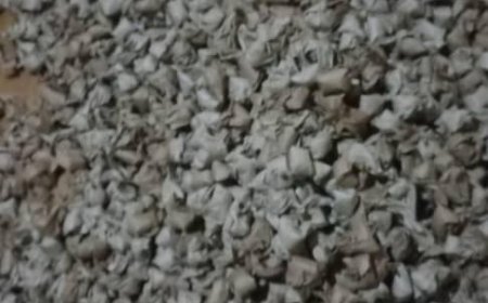 Gasabo: Umugabo n’umugore bafatanywe ‘amabule’ y’urumogi arenga 1100