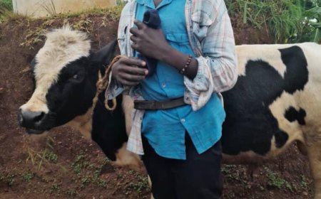 Polisi n’irondo bafashe umugabo ukekwaho kwiba inka