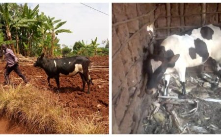 Rusizi: Inzego z’ubuyobozi bw’ibanze n’iz’umutekano, zafashe inka ebyiri zimaze igihe zaribwe, umugabo ashinja umusore we