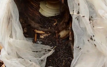 Inzuki zirashe zikomeretsa abantu 9, umwana w’imyaka 7 ahasiga ubuzima"