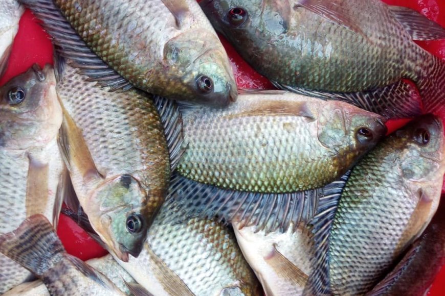 Abaturage ba Nyagatare bamenye agaciro k’inyama y’ifi ntibagihendwa n’iz’inka